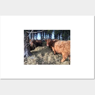 Scottish Highland Cattle Cows 1831 Posters and Art